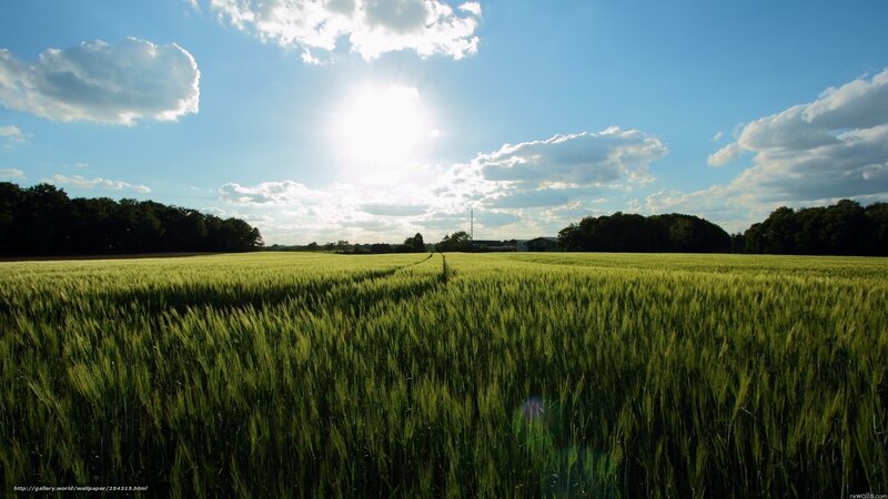 Sunlit wheat field landscape