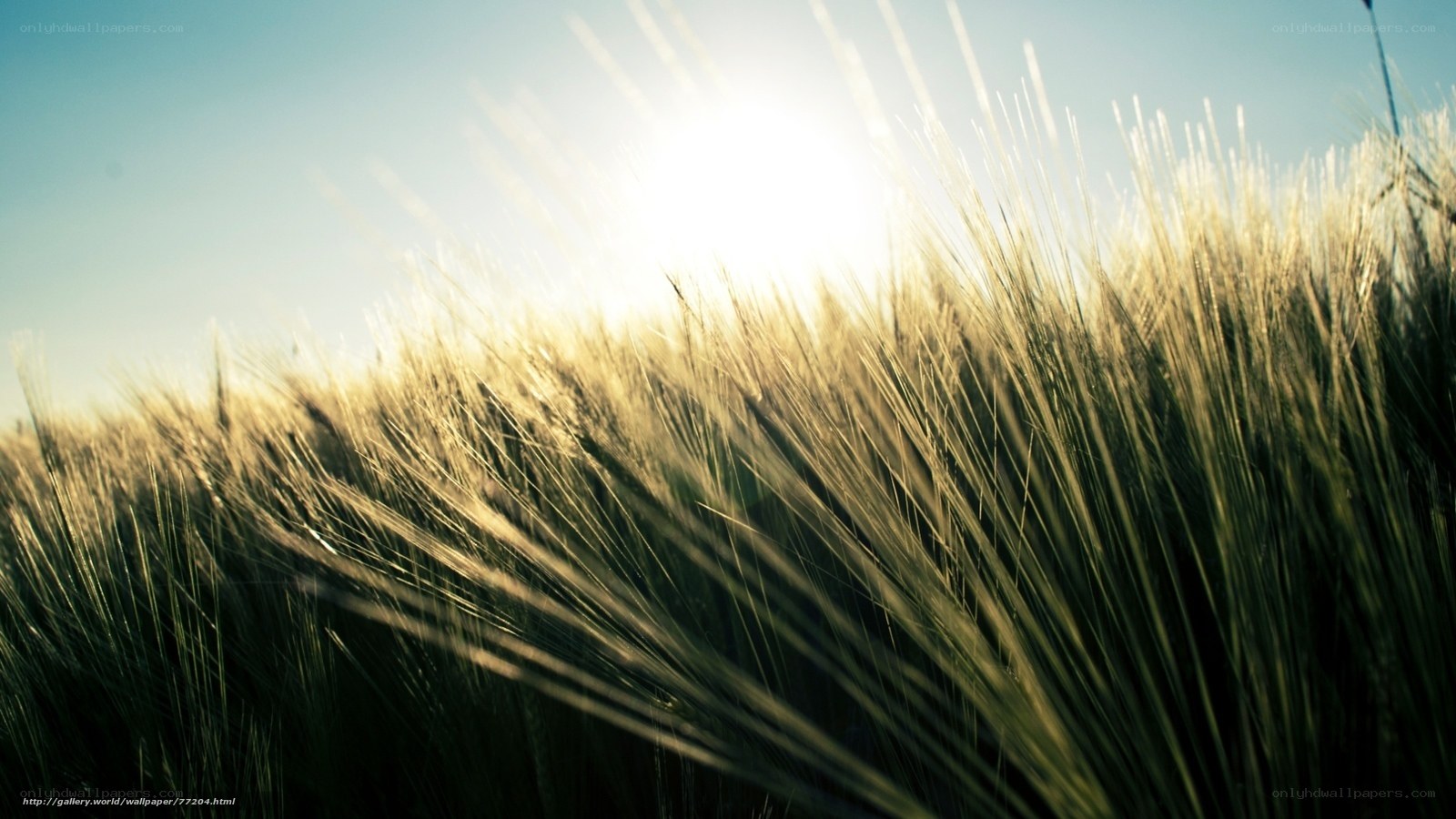Sunlit wheat field