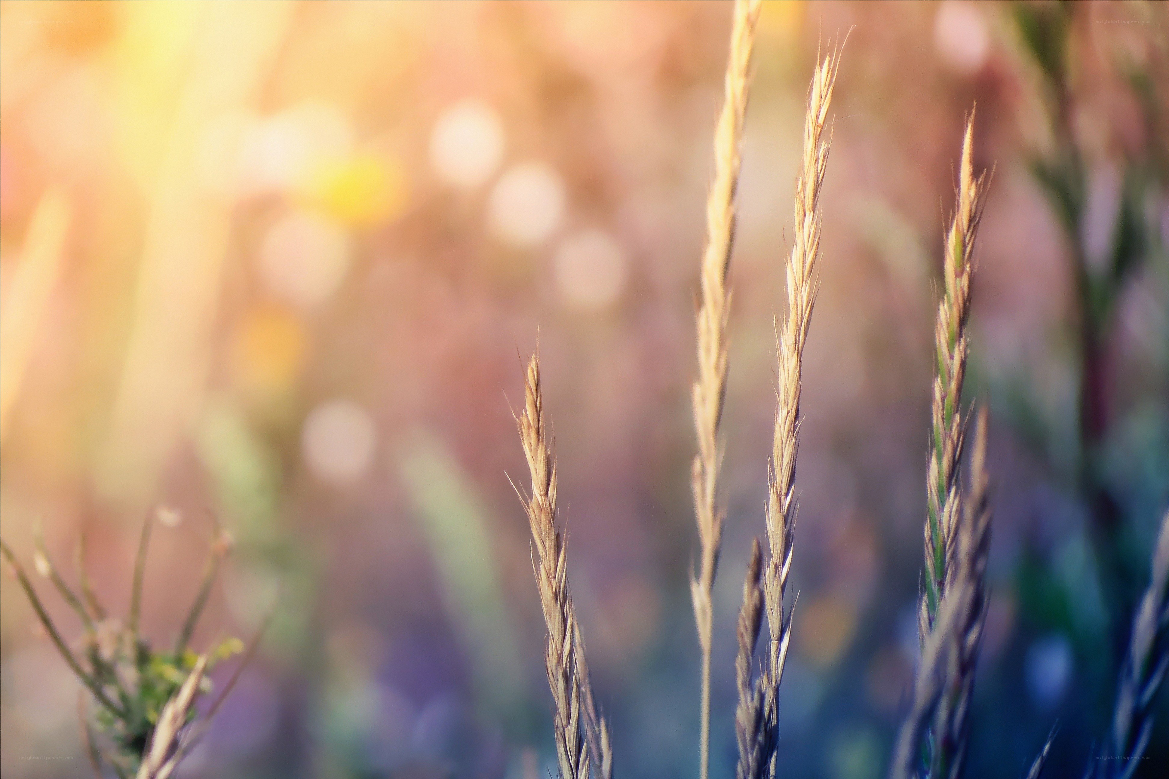 Sunlit wheat stalks in field