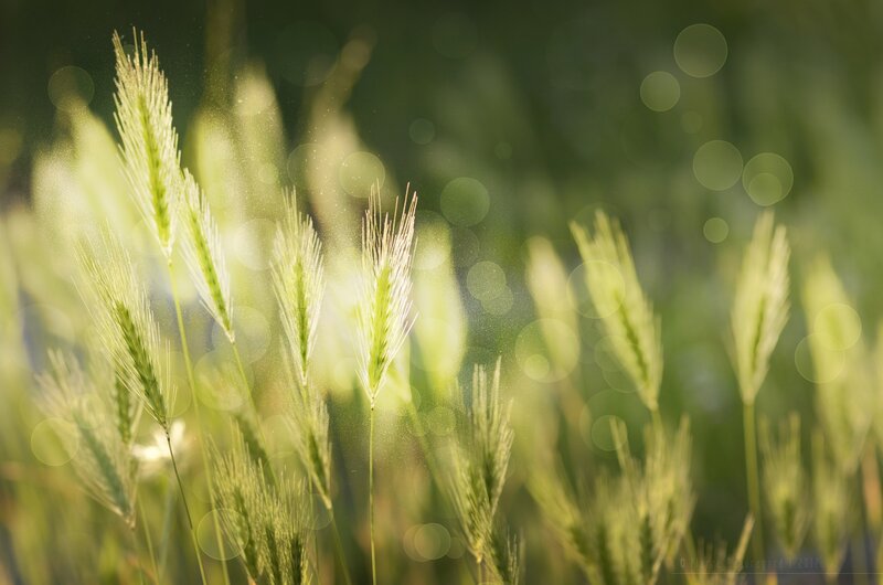 Sunlit wheat stalks in field