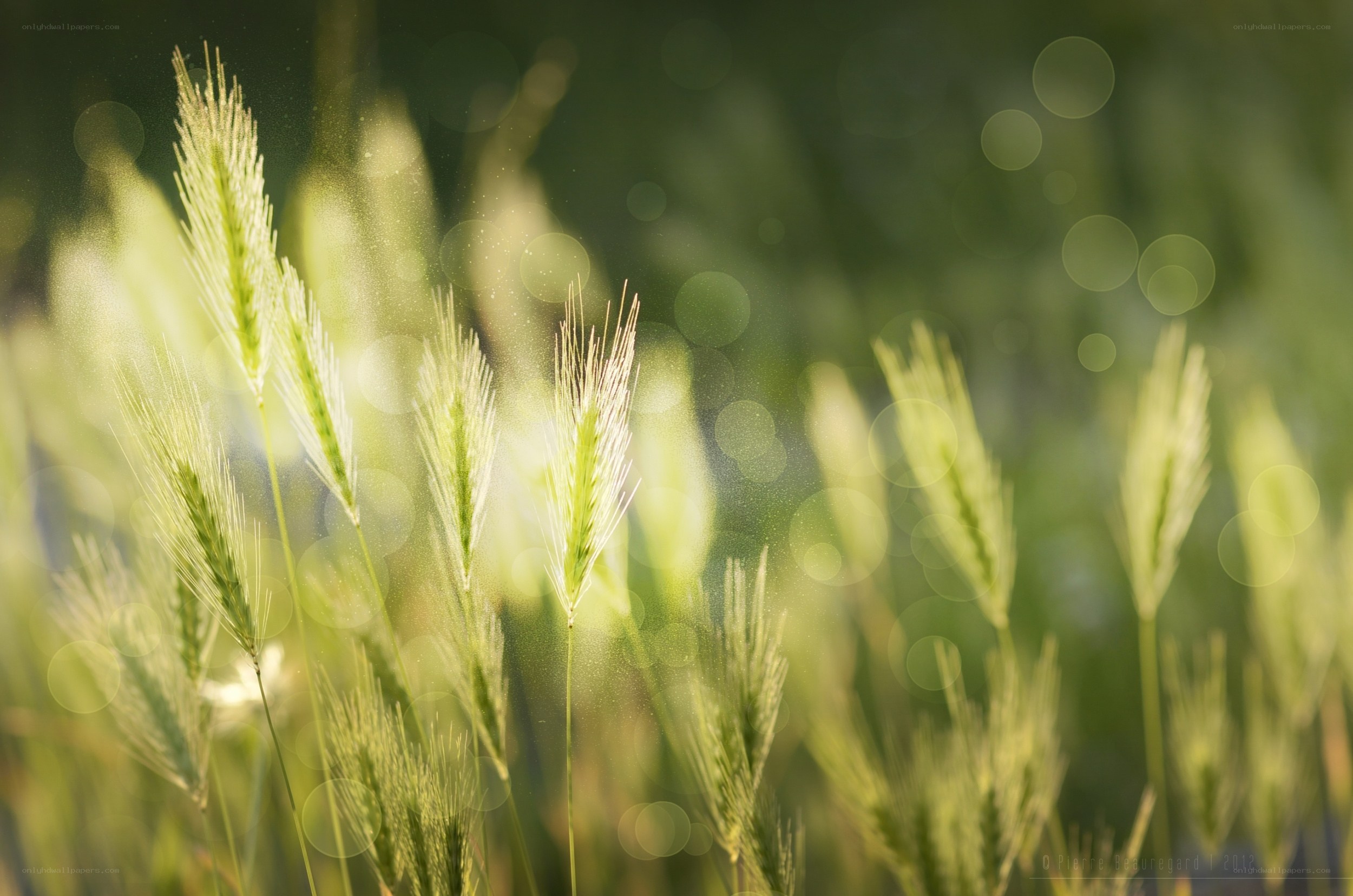Sunlit wheat stalks in field