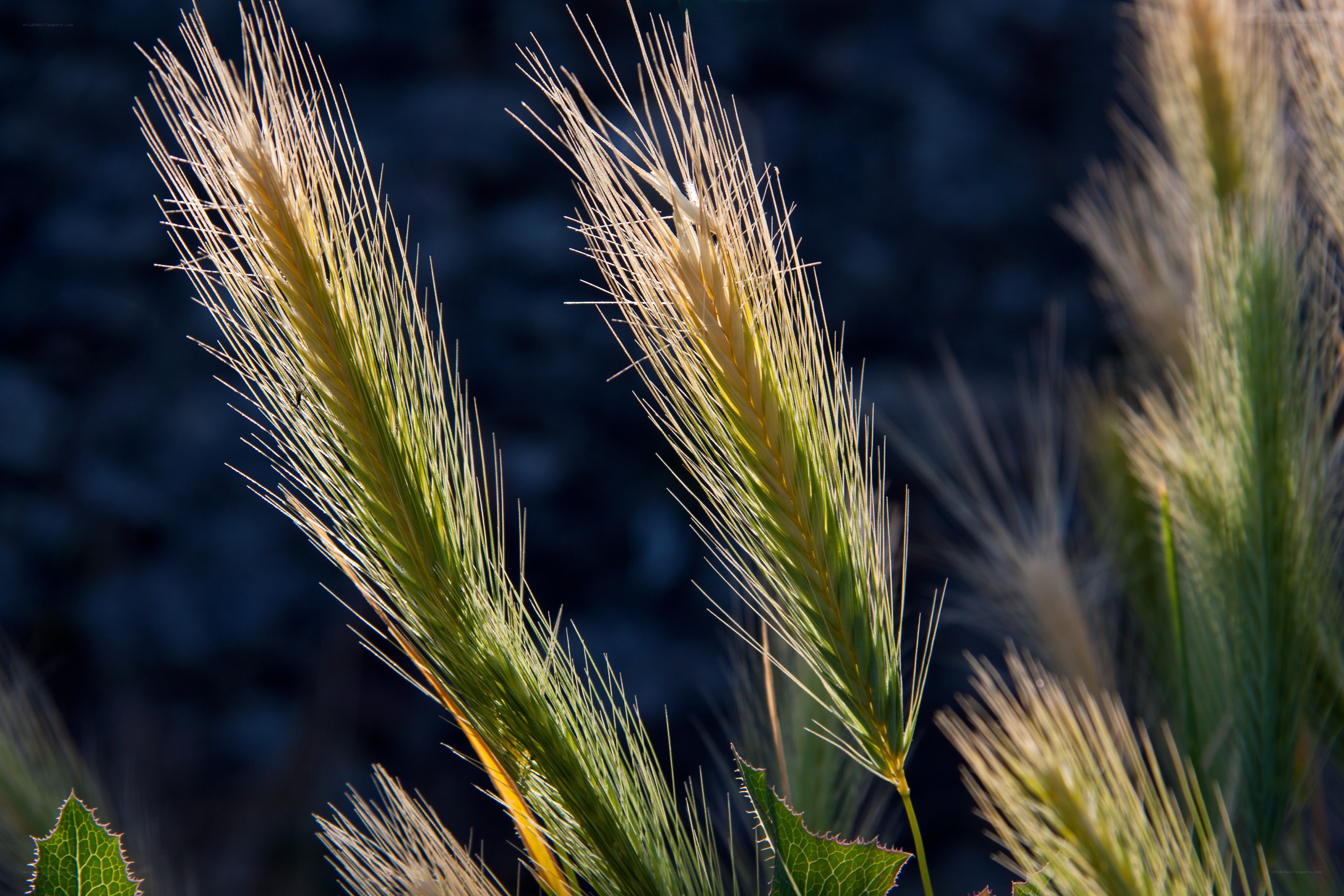 Sunlit wheat stalks in focus