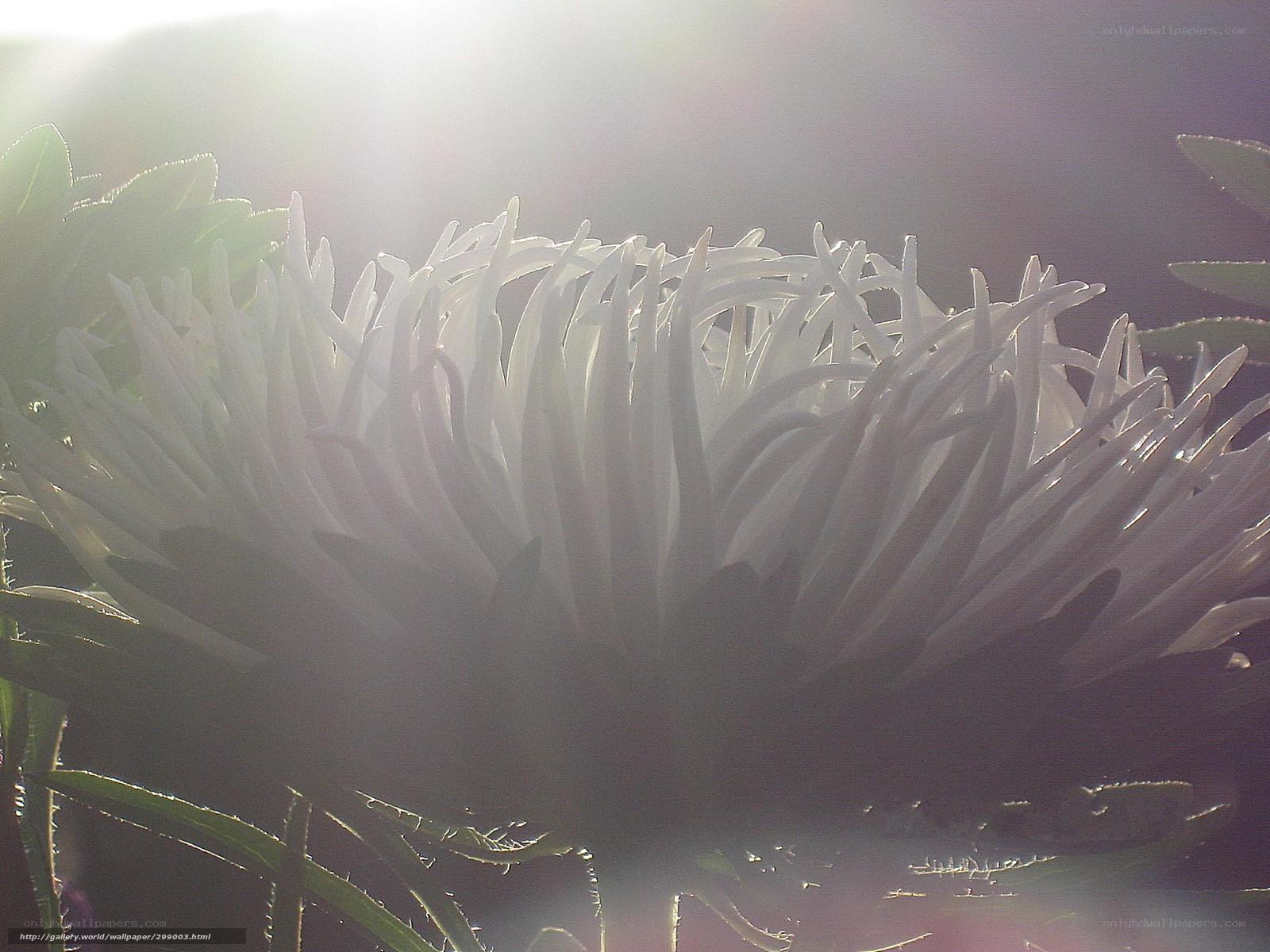 Sunlit white flower bloom