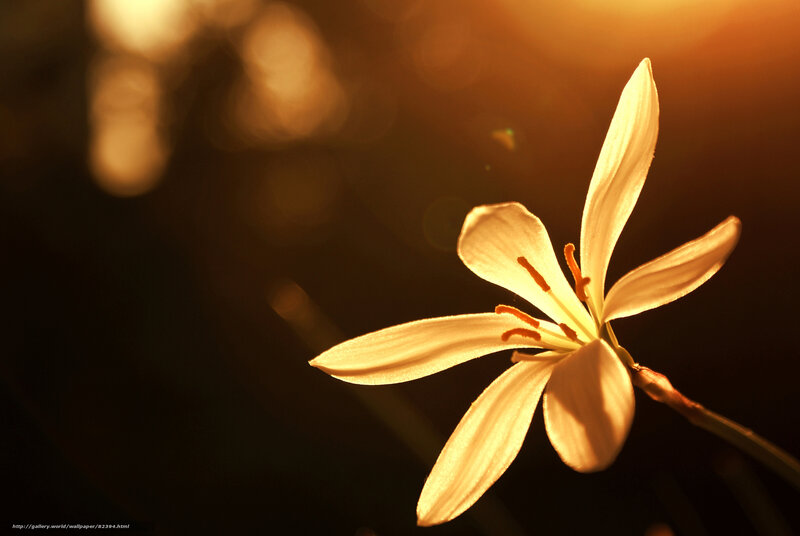 Sunlit white flower bloom