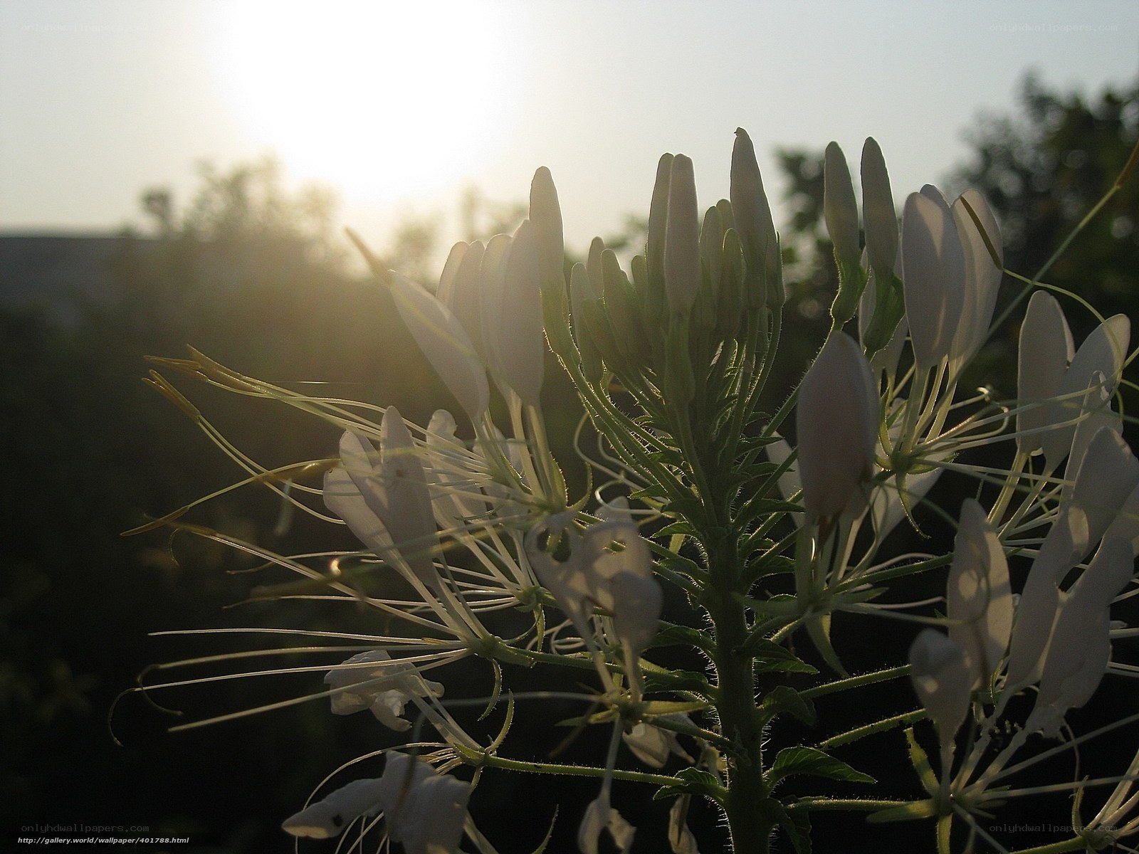 Sunlit white flower in bloom