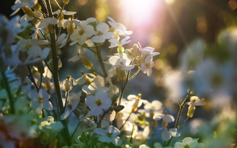 Sunlit white flowers in bloom