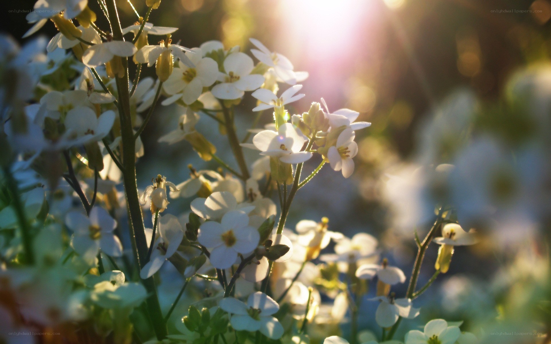 Sunlit white flowers in bloom