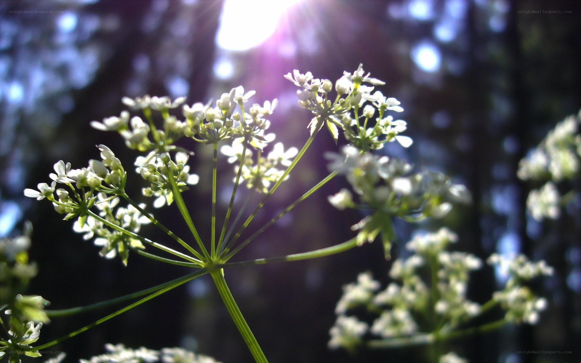 Sunlit white flowers in forest