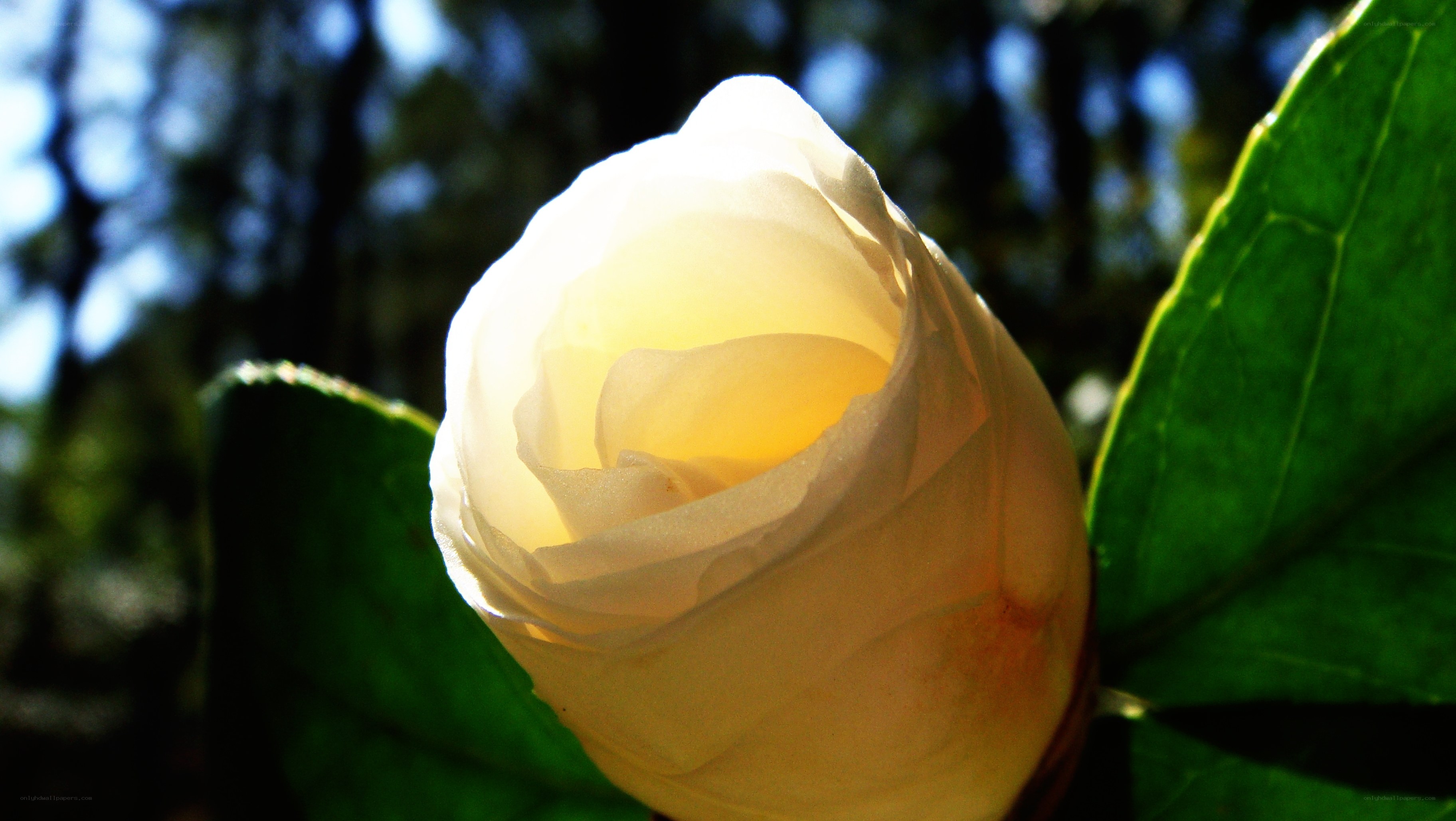 Sunlit white rose bud