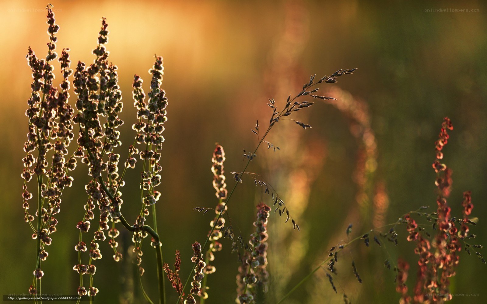 Sunlit wildflowers at dusk