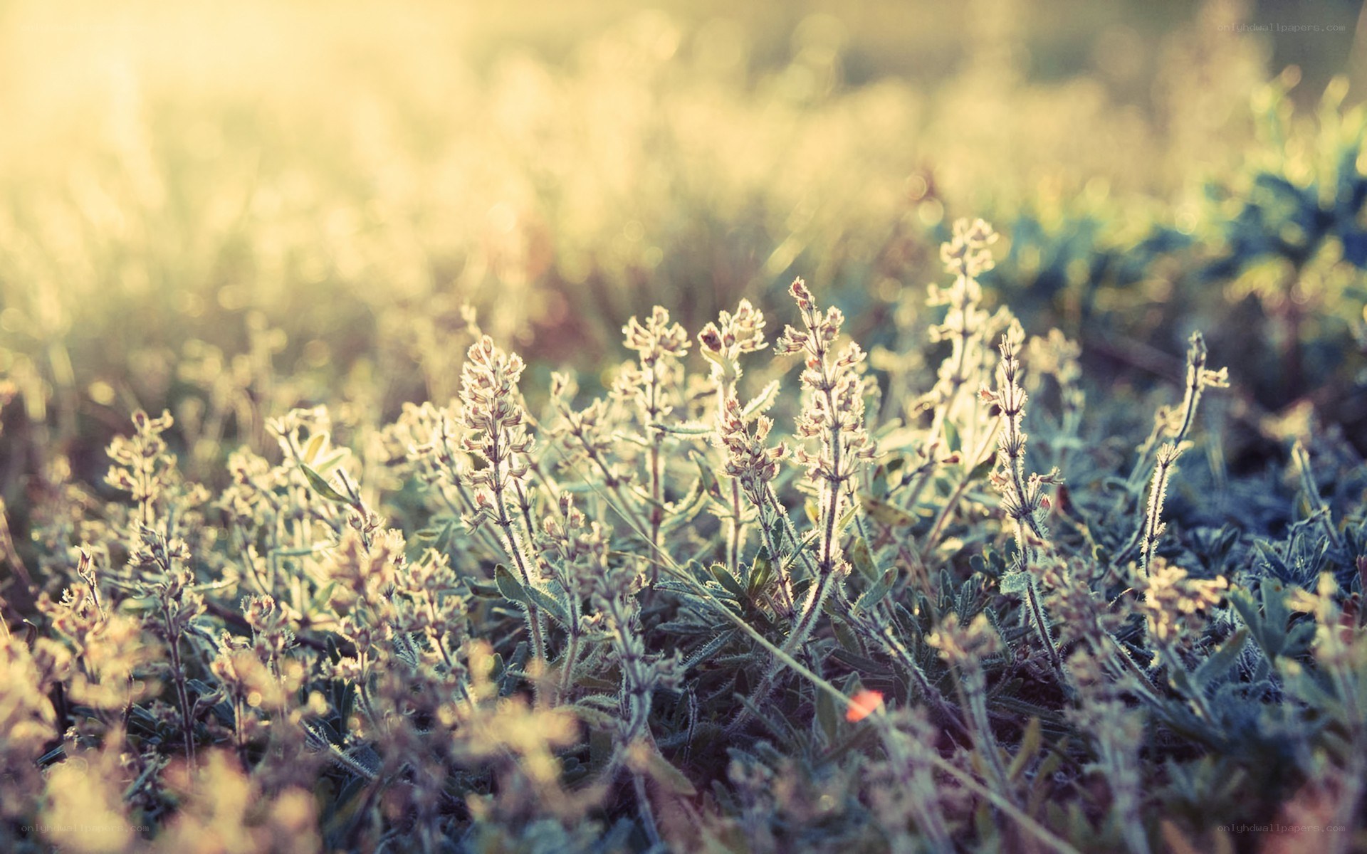 sunlit wildflowers in a field
