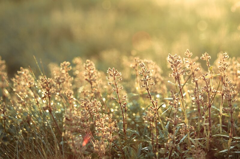 Sunlit wildflowers in a field