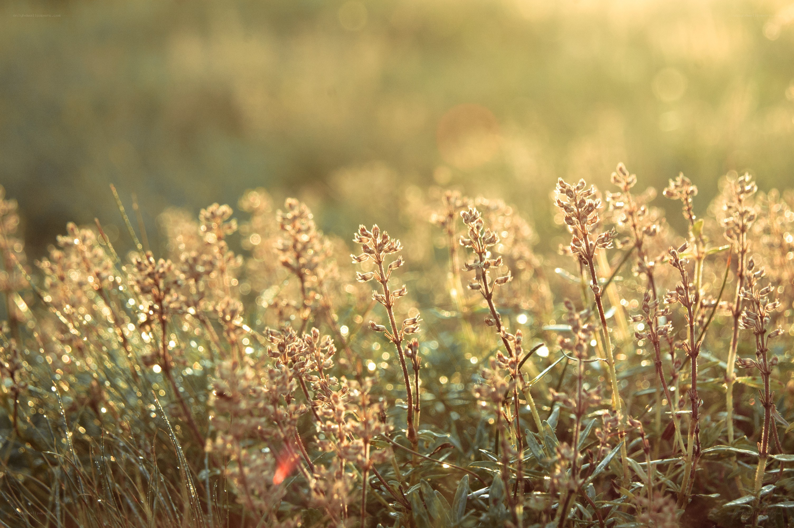 Sunlit wildflowers in a field
