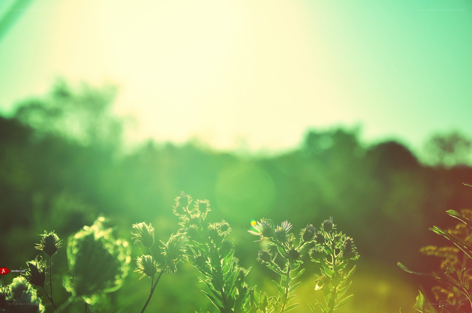 Sunlit wildflowers in a field