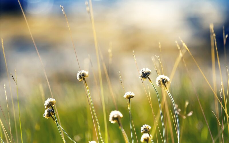 Sunlit wildflowers in a meadow