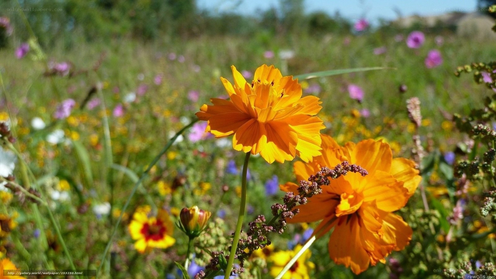 Sunlit wildflowers in a meadow