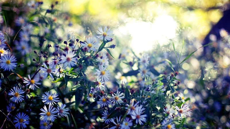 Sunlit wildflowers in a meadow