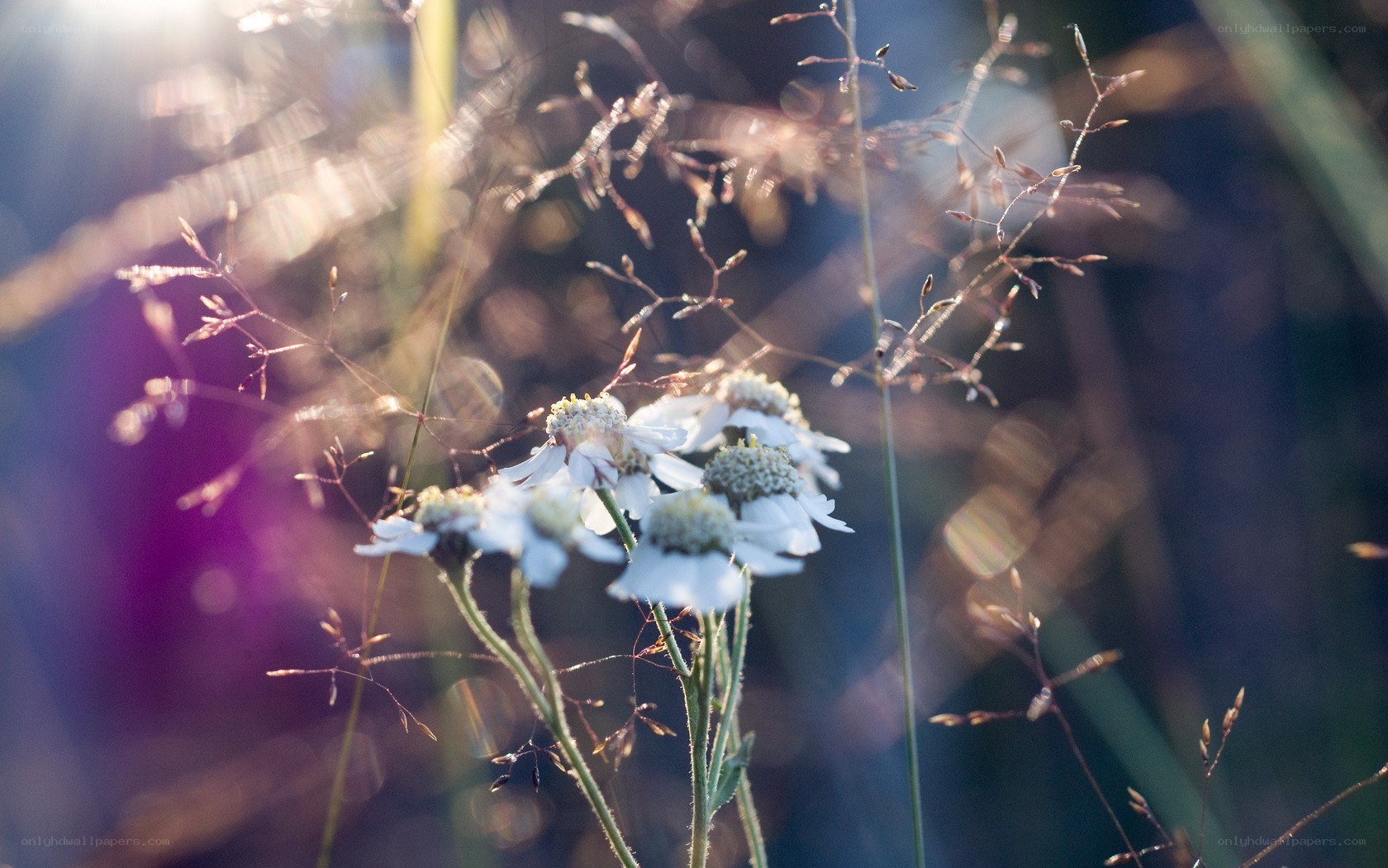 Sunlit wildflowers in a meadow