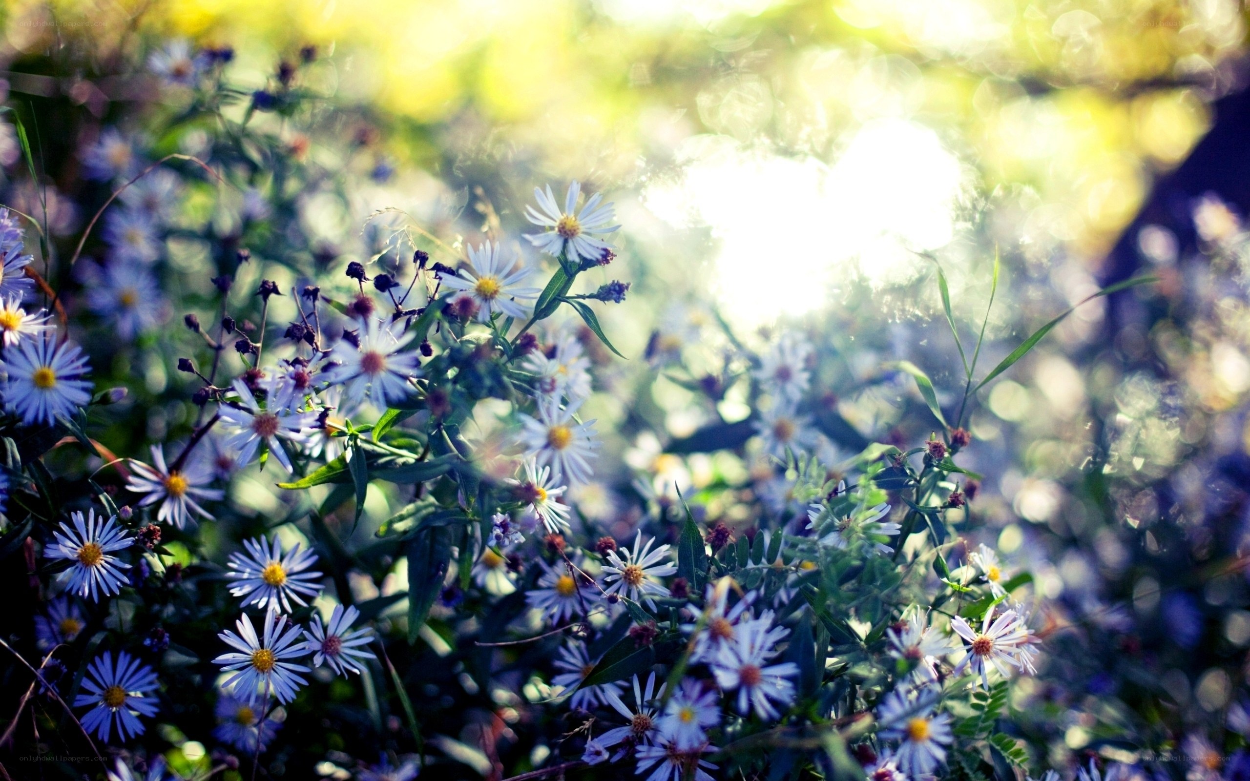Sunlit wildflowers in a meadow