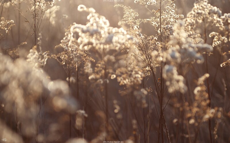 Sunlit wildflowers in golden light