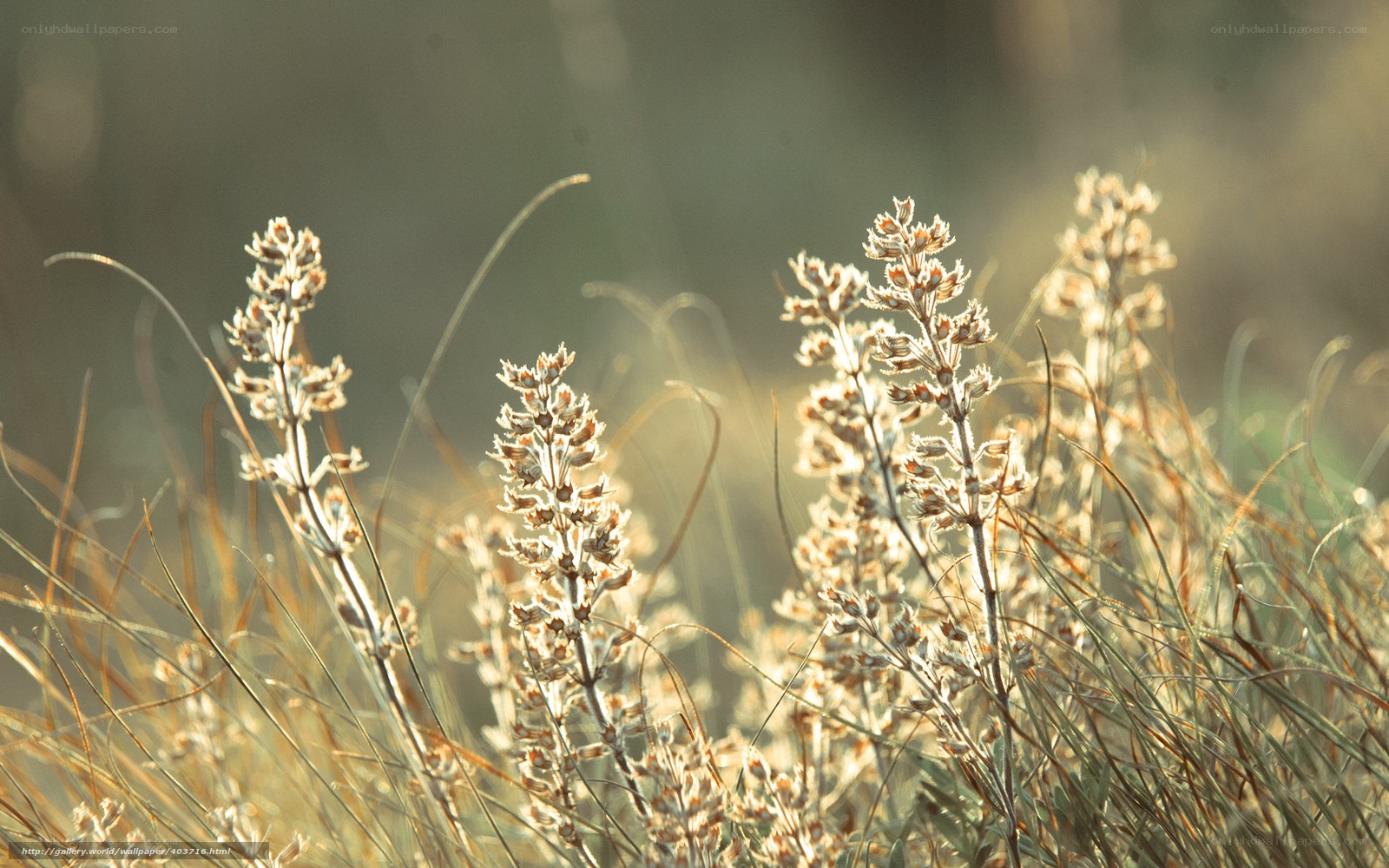 Sunlit wildflowers in golden light