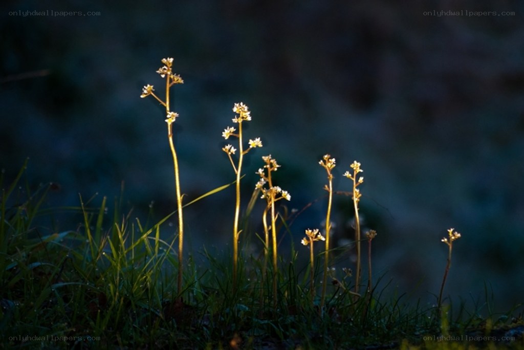 Sunlit wildflowers in grass