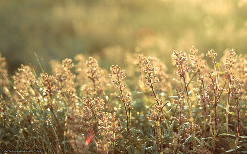 Sunlit wildflowers in morning light