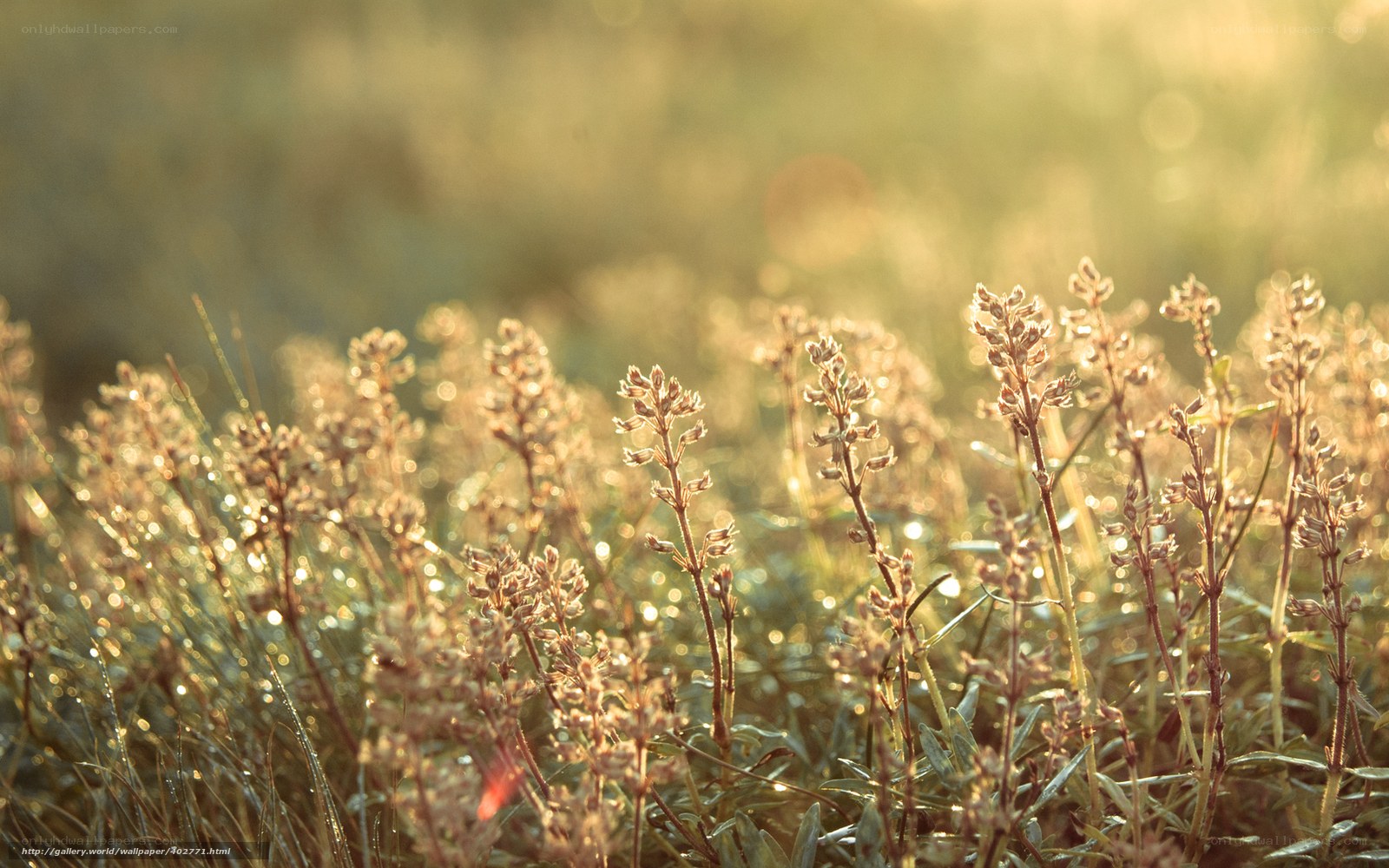 Sunlit wildflowers in morning light