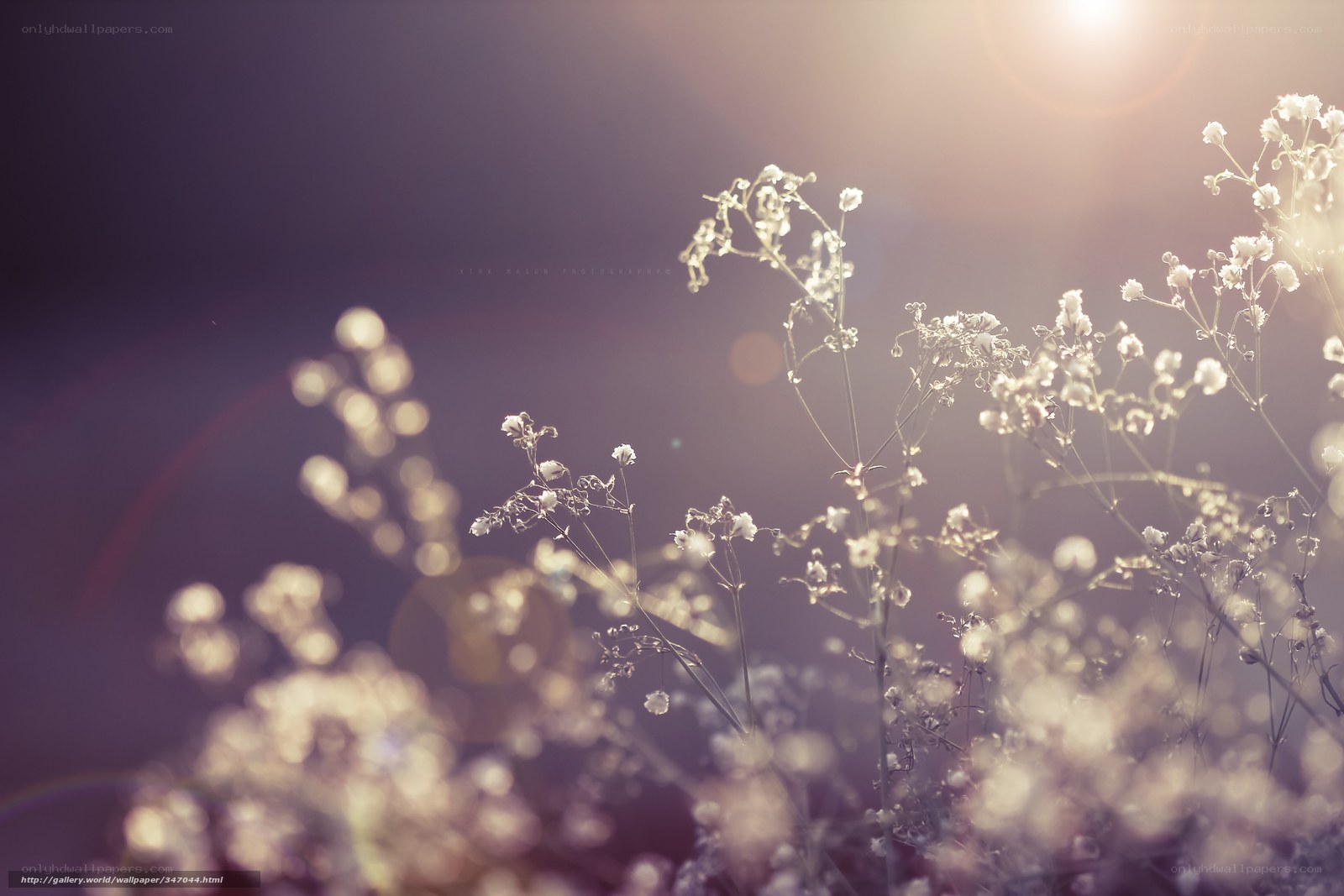Sunlit wildflowers in soft focus