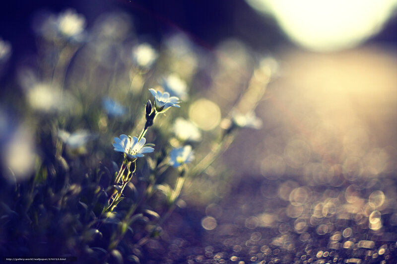 Sunlit wildflowers in soft focus