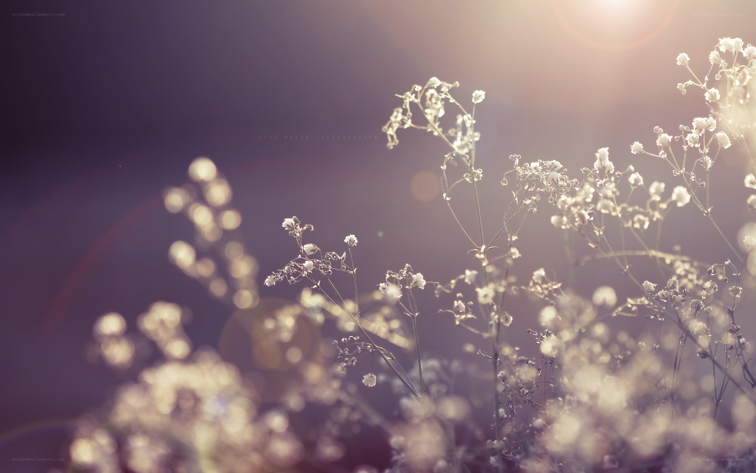 Sunlit wildflowers in soft focus
