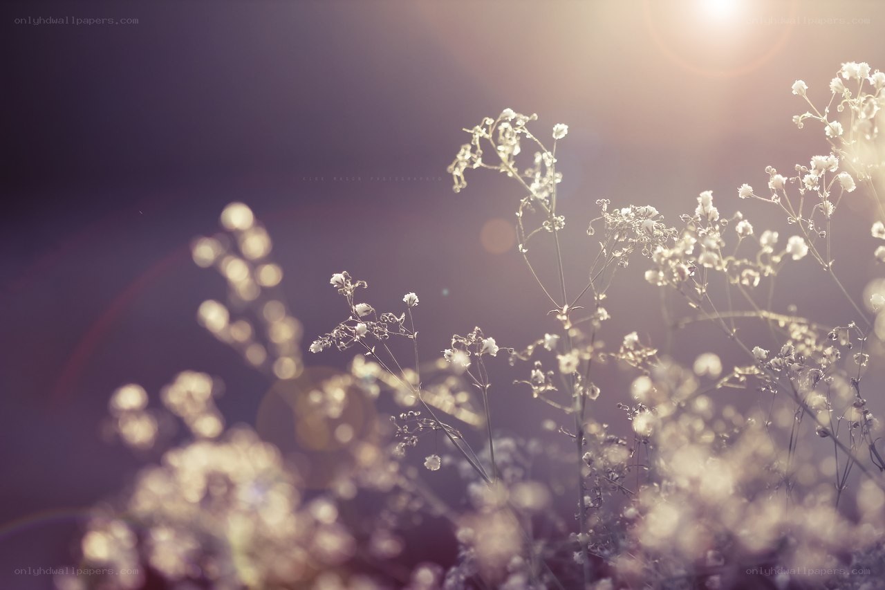 Sunlit wildflowers in soft focus