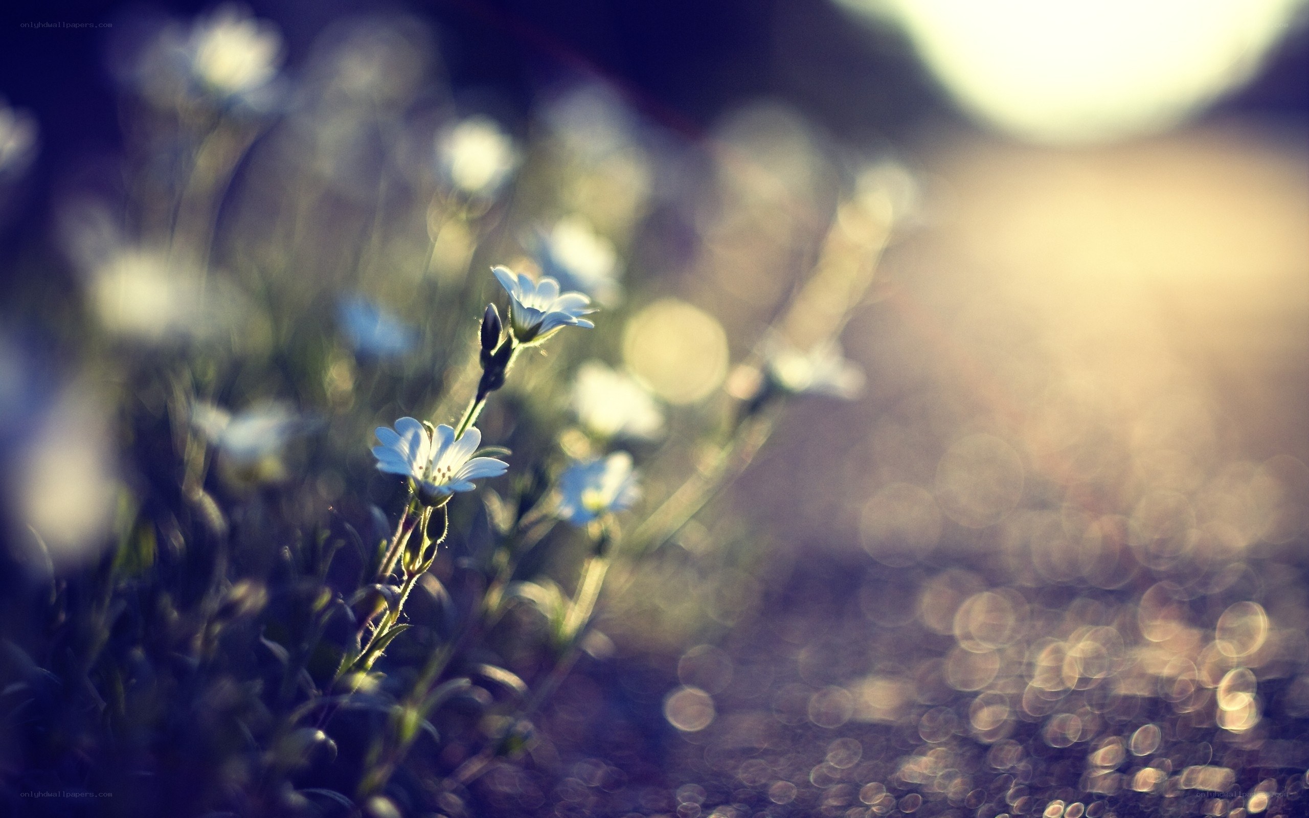 Sunlit wildflowers in soft focus