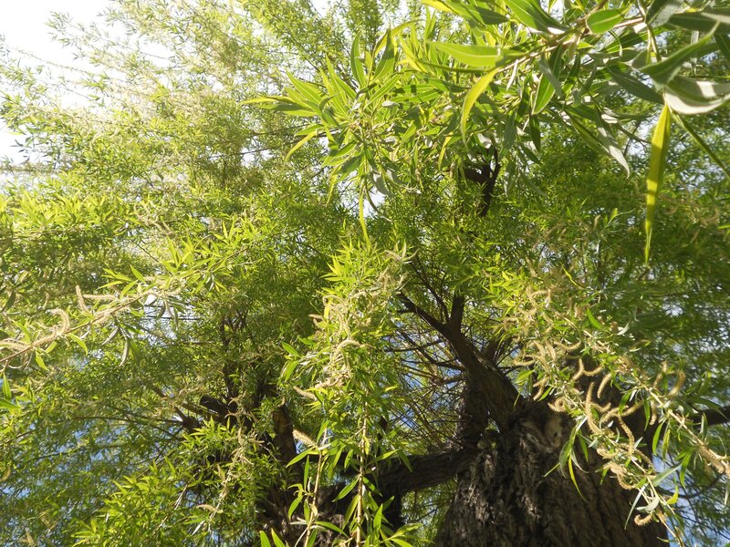 sunlit willow tree canopy