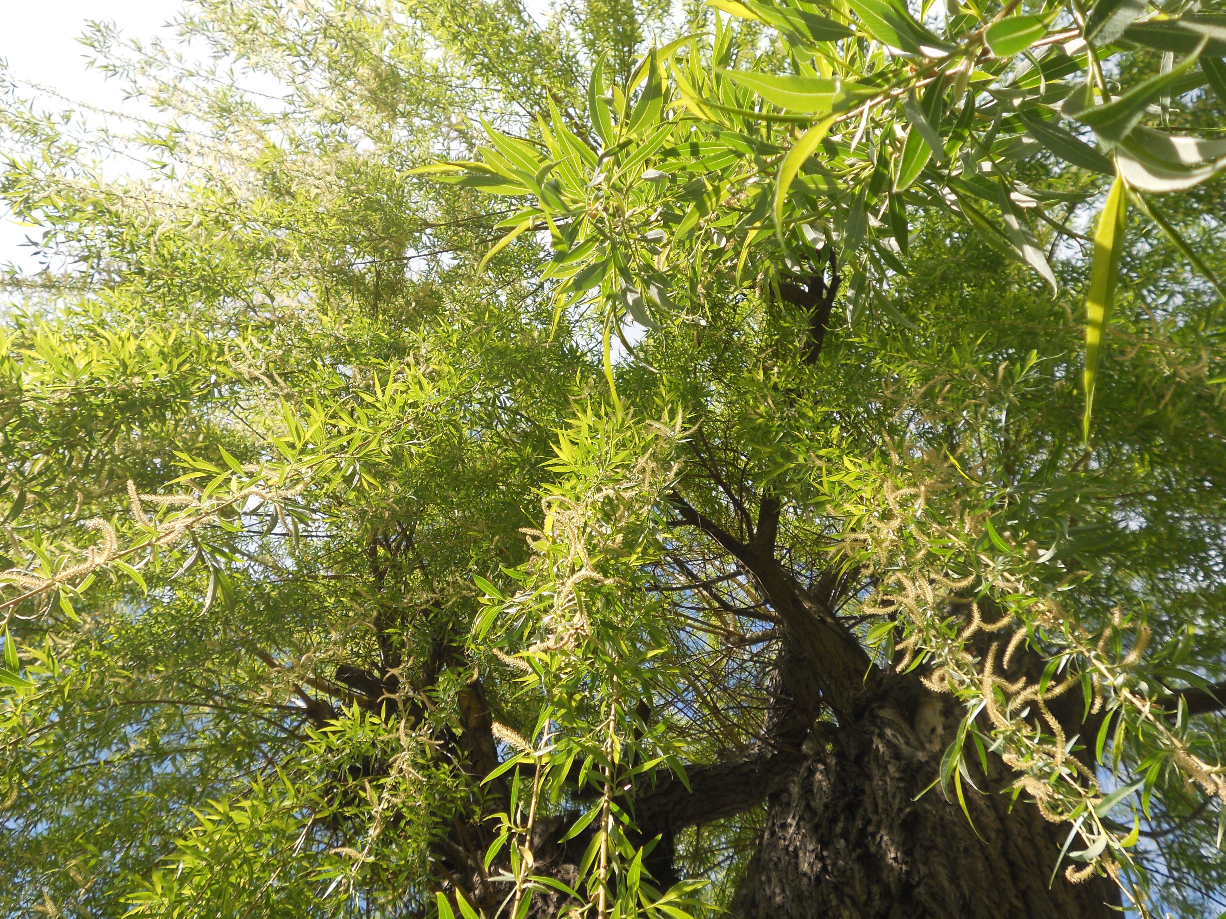 sunlit willow tree canopy