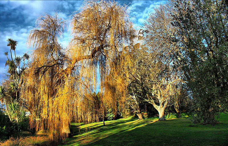 Sunlit willow tree in park