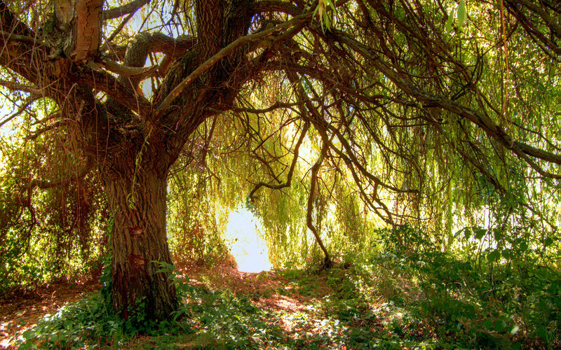 Sunlit willow tree tunnel