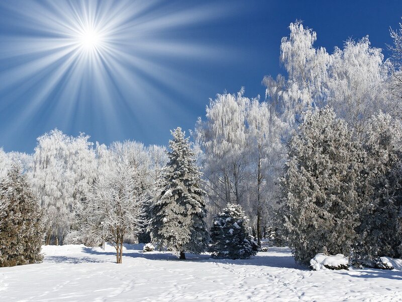 Sunlit winter forest