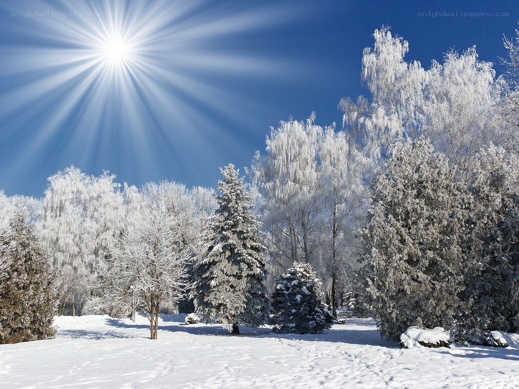 Sunlit winter forest