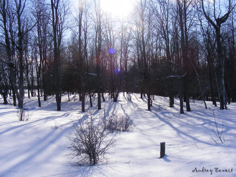 Sunlit winter forest