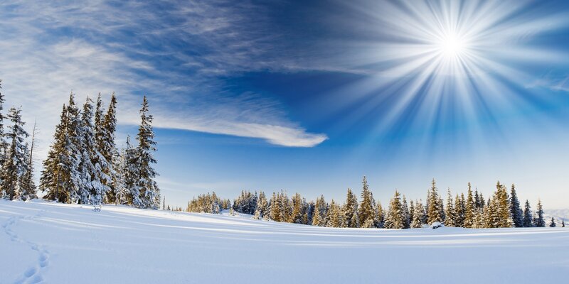 Sunlit winter forest landscape