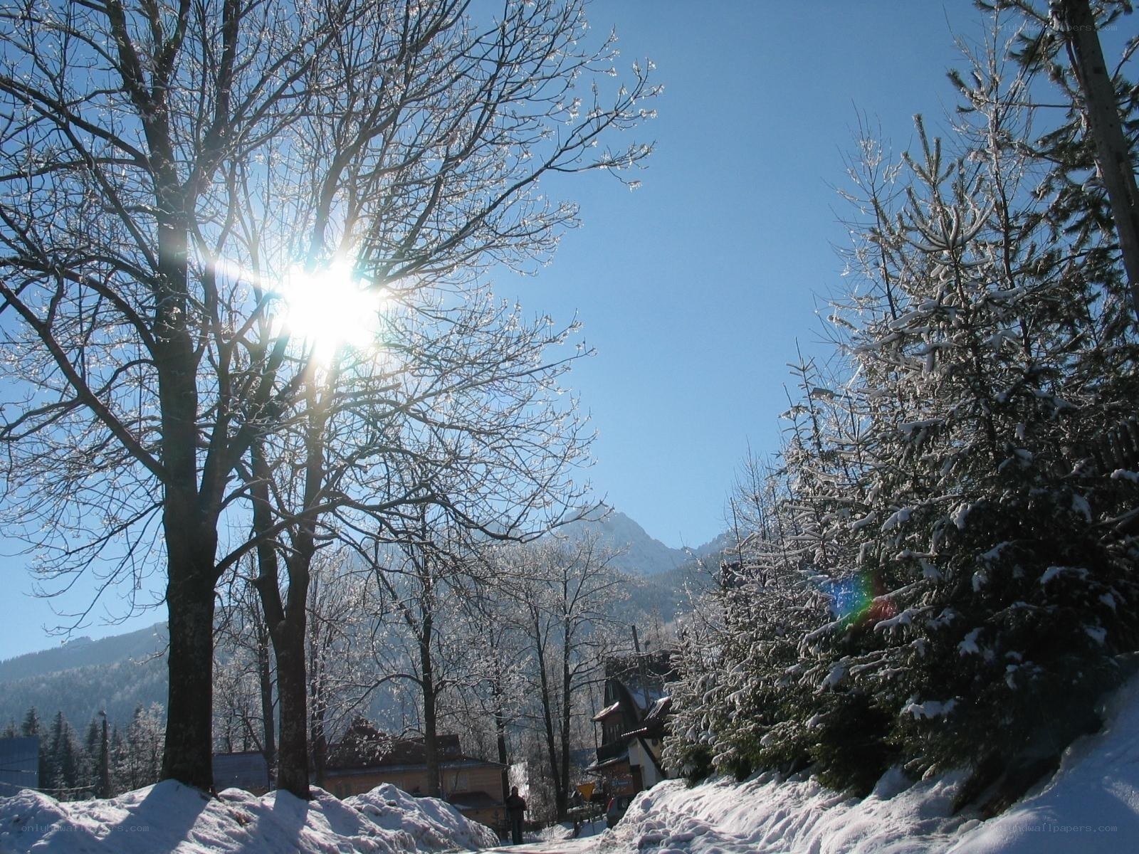 Sunlit winter forest path