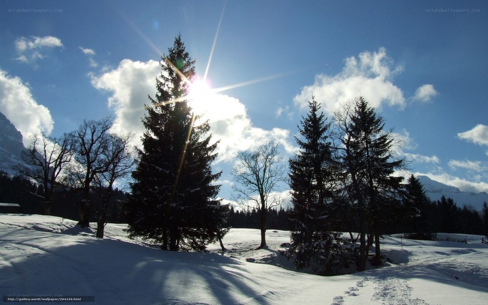 Sunlit winter forest scene
