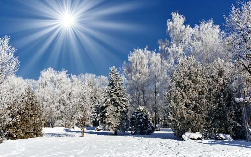Sunlit winter forest scene