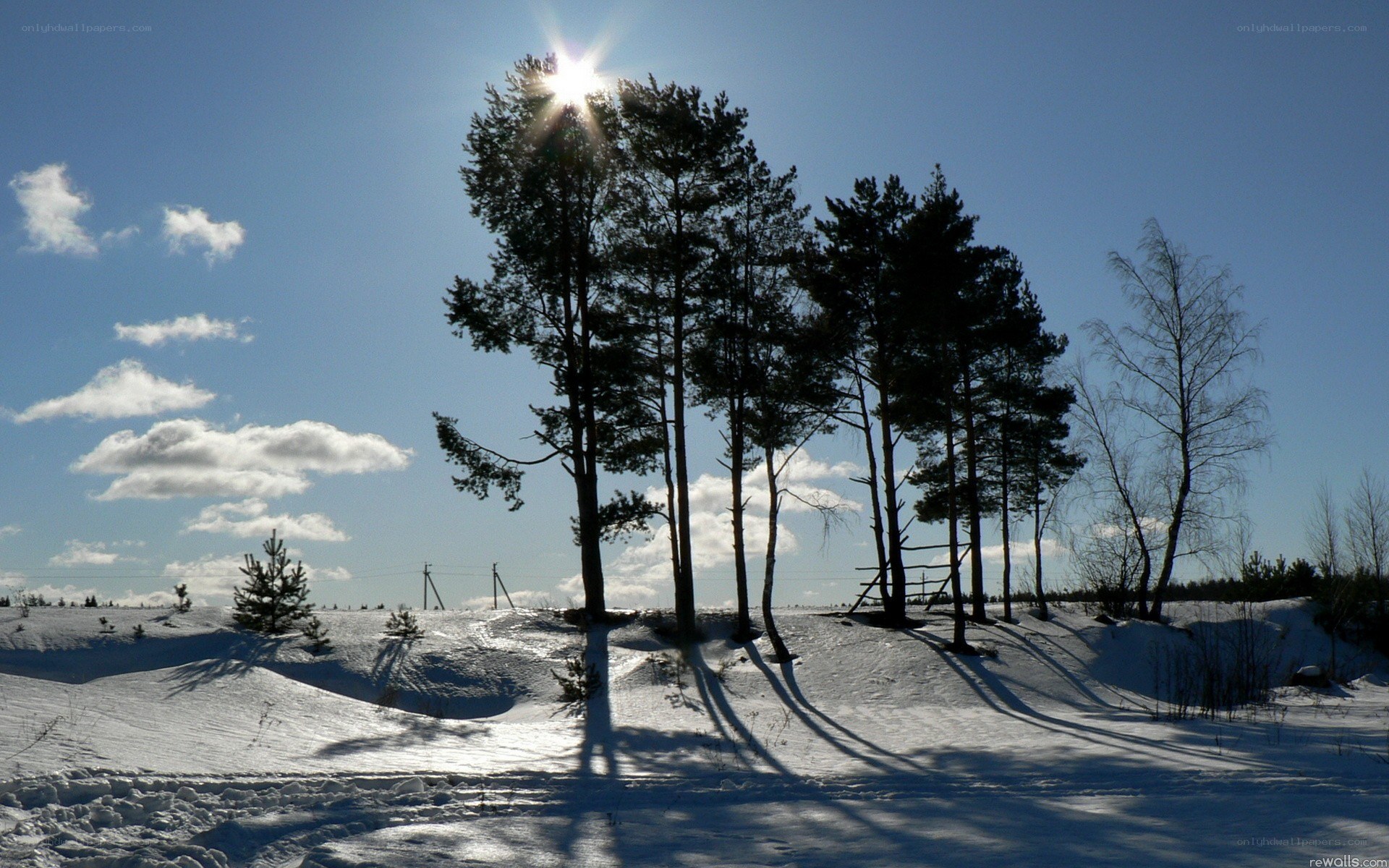 Sunlit winter forest scene