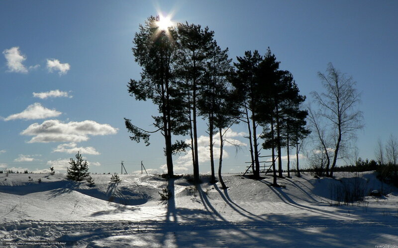 Sunlit winter forest scene