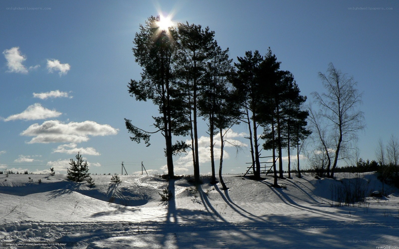 Sunlit winter forest scene