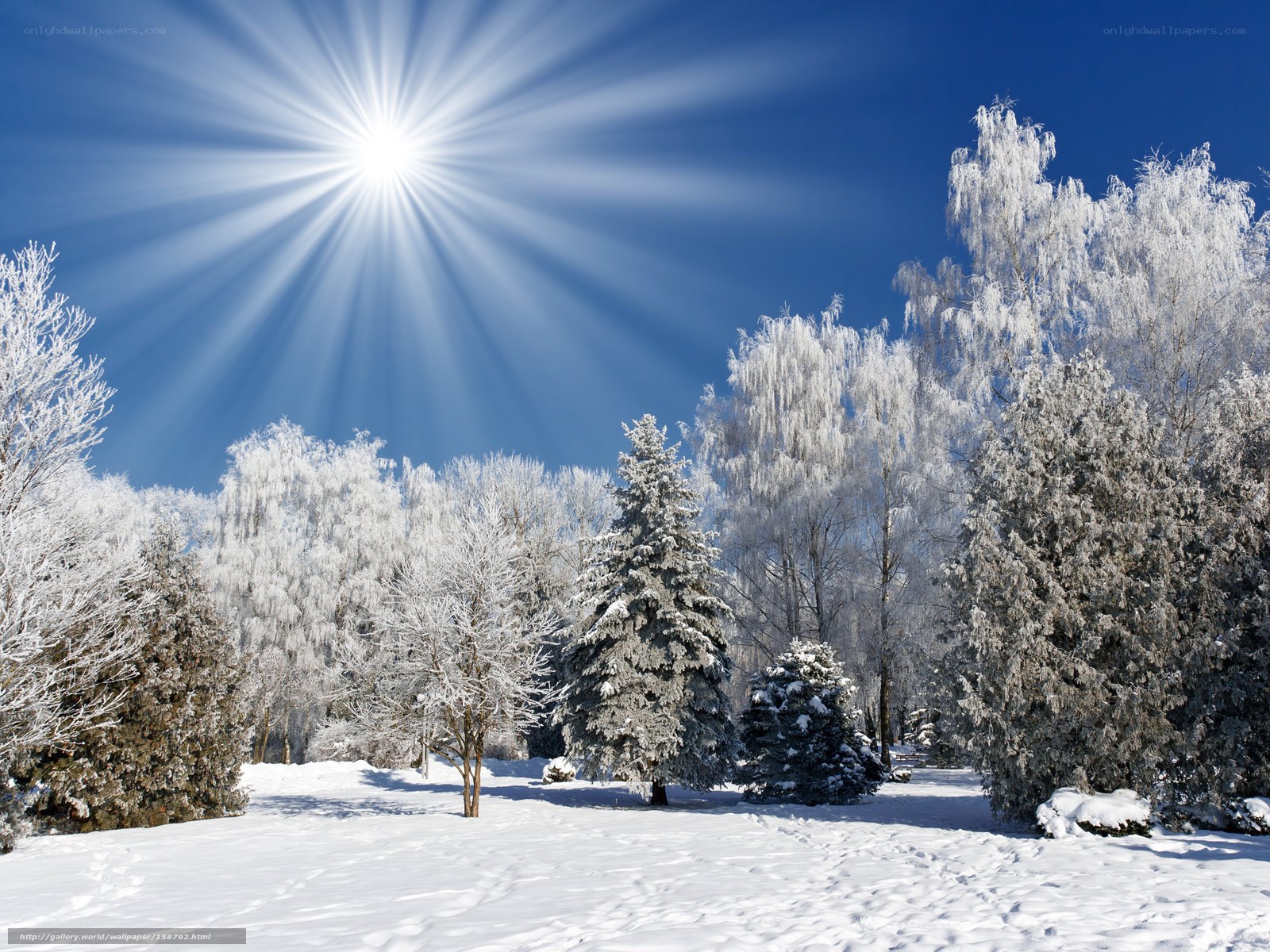 Sunlit winter forest