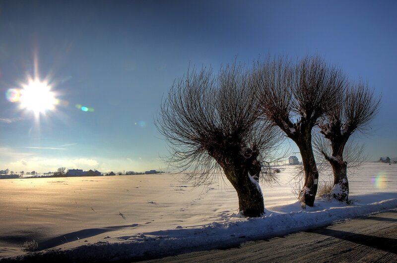 Sunlit winter landscape with trees