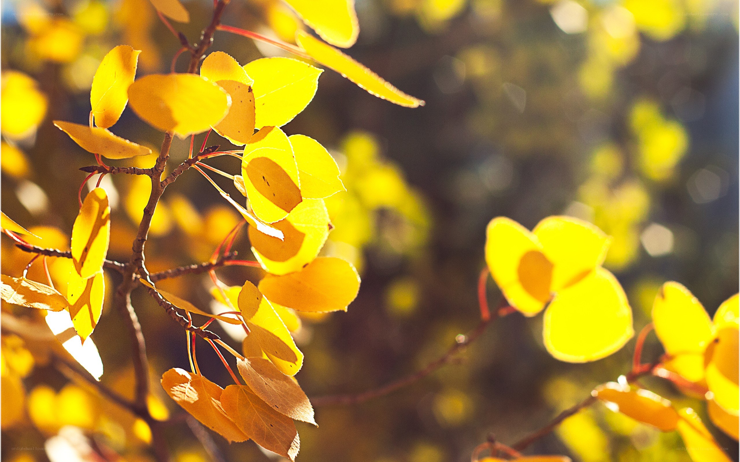 Sunlit yellow autumn leaves